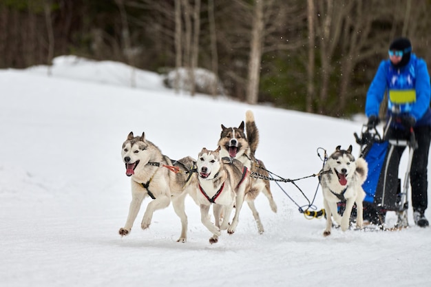 Corse di cani da slitta husky. Concorso a squadre di slitte trainate da cani invernali.