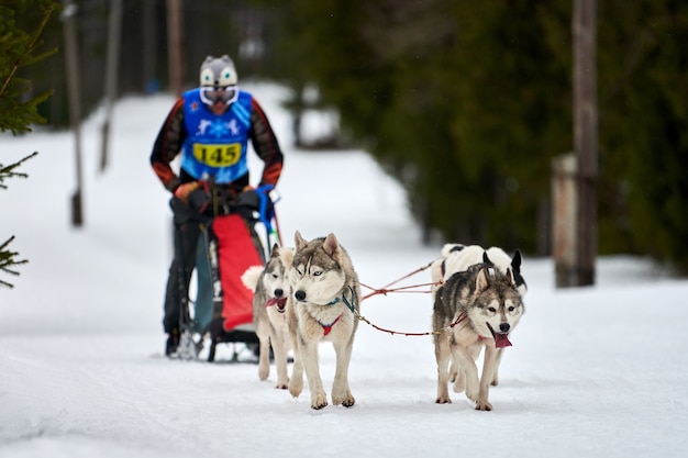 Corse di cani da slitta husky in inverno