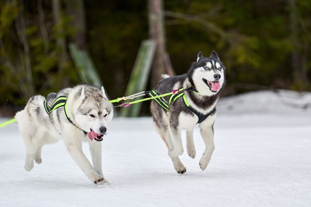 Corse di cani da slitta husky in inverno