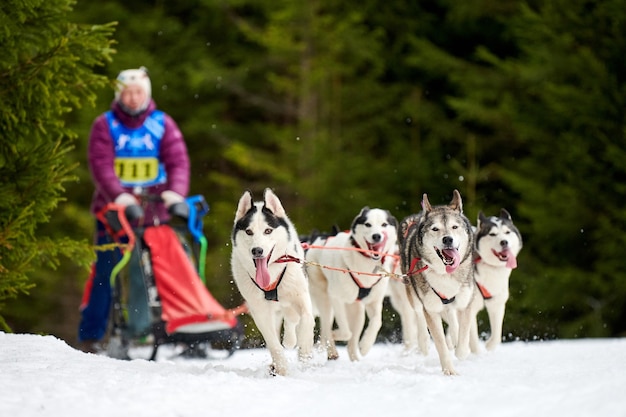 Corse di cani da slitta husky in inverno