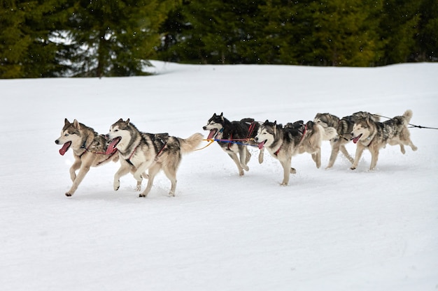 Corse di cani da slitta husky in inverno