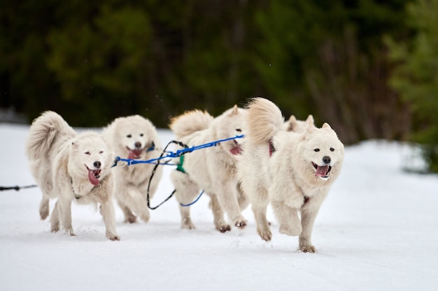 Corse di cani da slitta husky in inverno