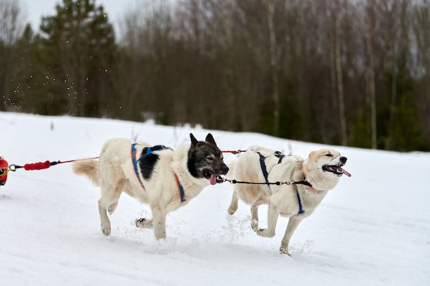 Corse di cani da slitta husky in inverno