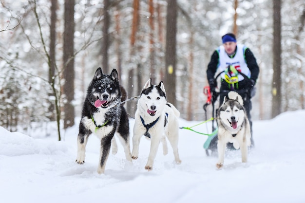 Corse di cani da slitta husky siberiano