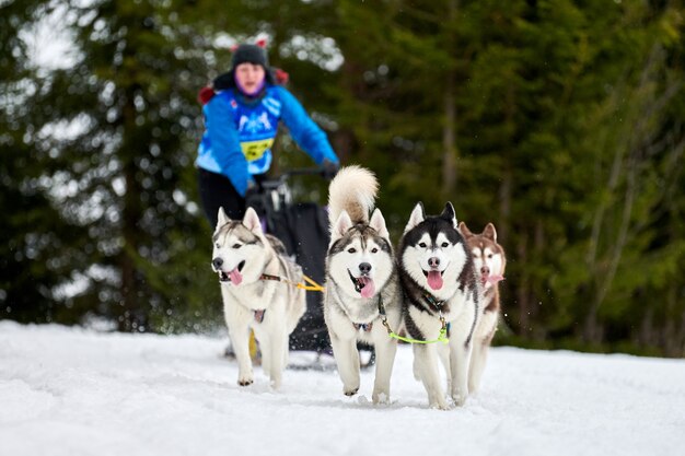 Corse di cani da slitta husky