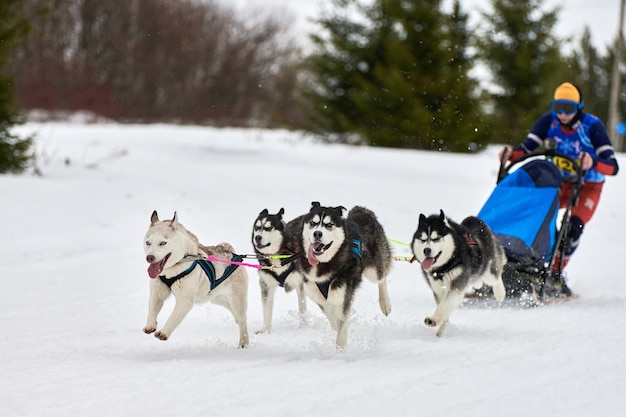 Corse di cani da slitta husky