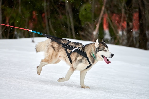 Corse di cani da slitta husky