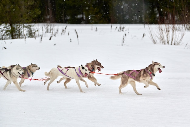 Corse di cani da slitta husky