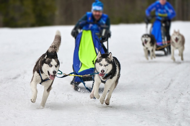 Corse di cani da slitta husky