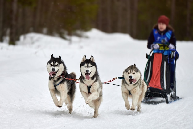 Corse di cani da slitta husky