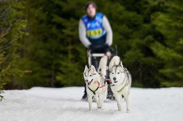 Corse di cani da slitta husky