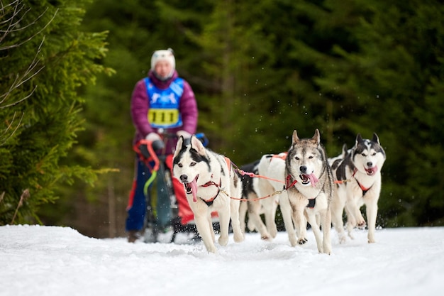 Corse di cani da slitta husky