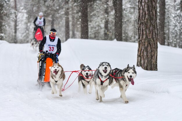 Corse di cani da slitta. I cani da slitta husky tirano una slitta con il musher dei cani. Concorso invernale.