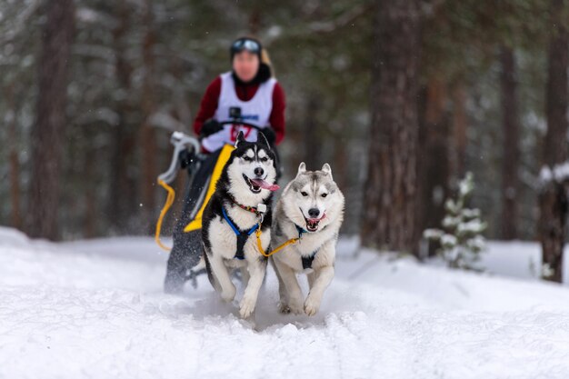 Corse di cani da slitta in inverno