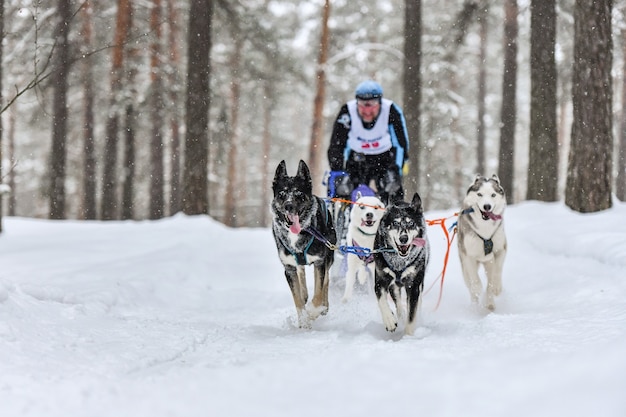 Corse di cani da slitta in inverno