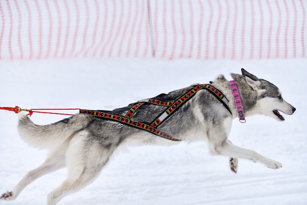 Corse di cani da slitta in inverno