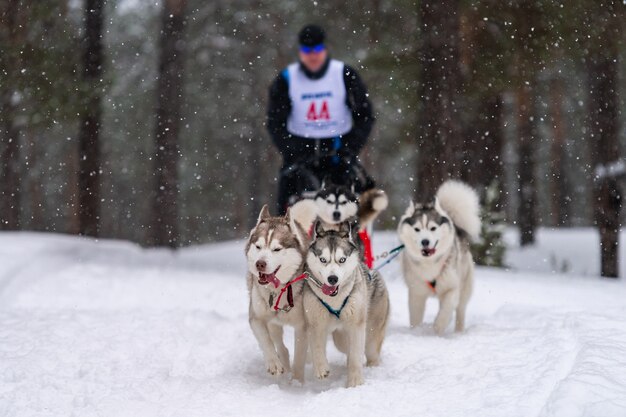 Corse di cani da slitta. La squadra di cani da slitta husky tira una slitta con conducente di cani. Concorso invernale.