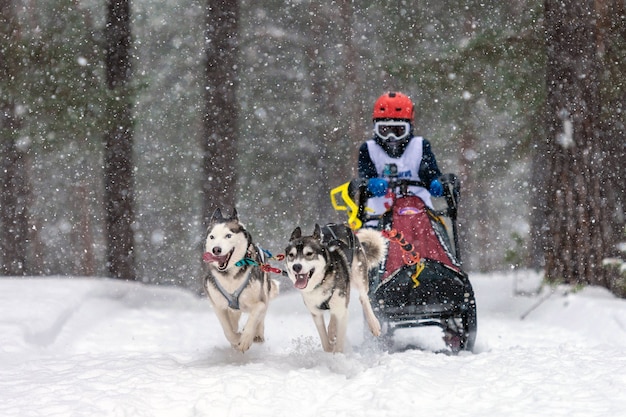 Corse di cani da slitta. La squadra di cani da slitta husky tira una slitta con musher di cani. Concorso invernale.