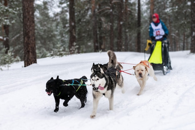 Corse di cani da slitta. La squadra di cani da slitta husky tira una slitta con musher di cani. Concorso invernale.