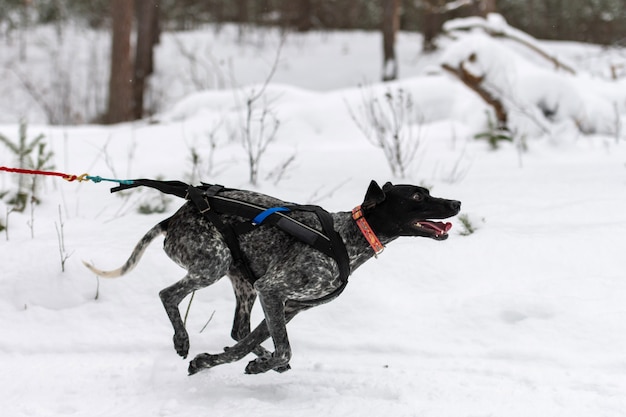 Corse di cani da slitta. Puntare il cane da slitta nell'imbracatura e tirare il driver del cane. Competizione di campionati sportivi invernali.