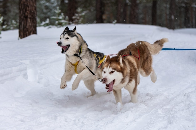 Corse di cani da slitta. Squadra di cani da slitta husky in corsa imbracatura e tiratore di cani. Campionato di sport invernali.