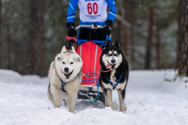 Corse di cani da slitta. Squadra di cani da slitta husky in corsa imbracatura e tiratore di cani. Campionato di sport invernali.