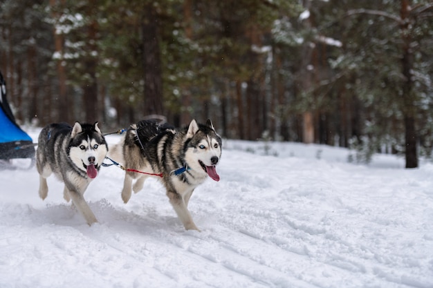 Corse di cani da slitta. Squadra di cani da slitta Husky nella corsa dell'imbracatura e tirando il driver del cane. Competizione di campionati sportivi invernali.