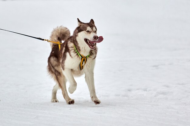 Corse invernali di cani da slitta in montagna