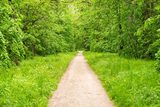 Corsia del parco forestale con alberi verdi