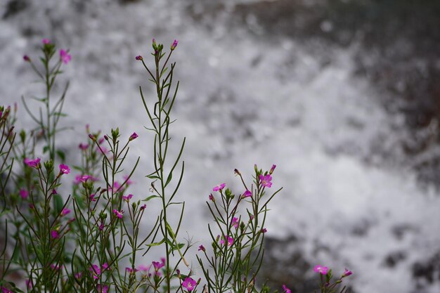 Corso d'acqua con alcuni fiori sul davanti