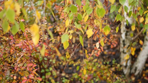 Corteccia a strisce di betulla autunnale giallo arancio foglie nella foresta autunnale dorata