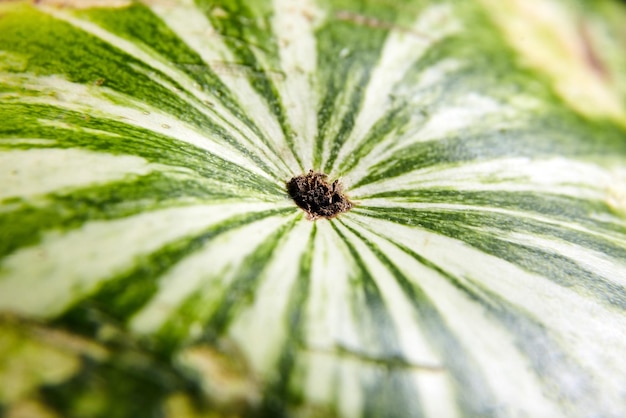 Corteccia a strisce verdi di anguria come primo piano di sfondo