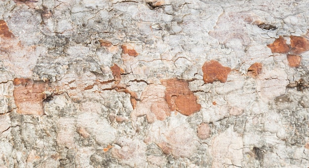 Corteccia d'albero a consistenza