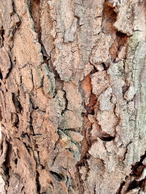 Corteccia d'albero da vicino texture