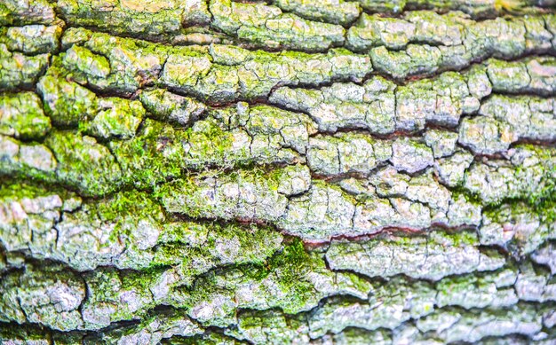 Corteccia dell'albero con muschio. Priorità bassa di struttura della natura.