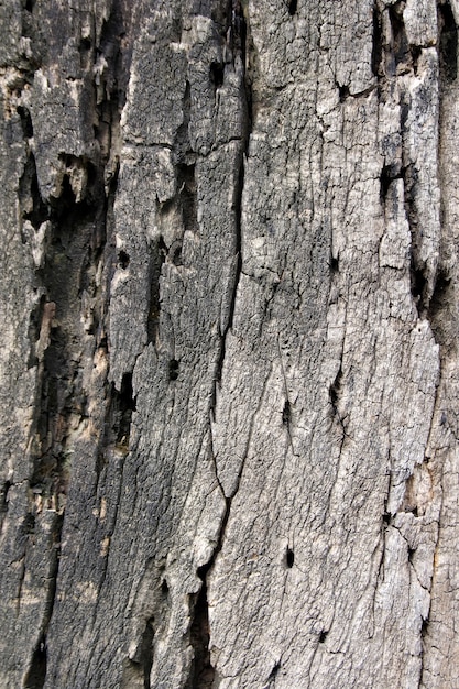 Corteccia di alberi più vecchi