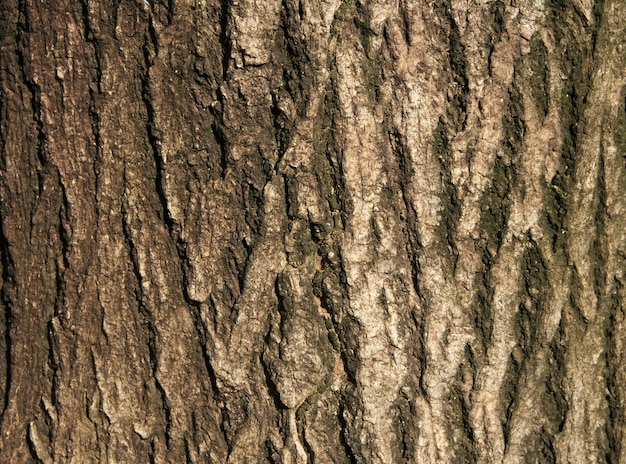 Corteccia di alberi