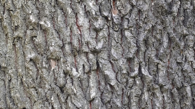 Corteccia di albero a foglia caduca sfondo tessutale