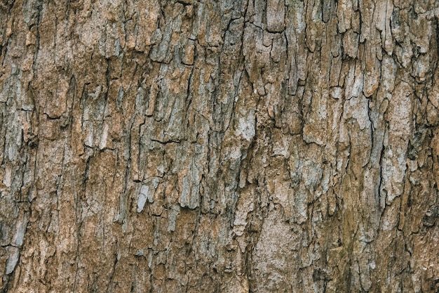 Corteccia di albero a foglia caduca sfondo tessutale