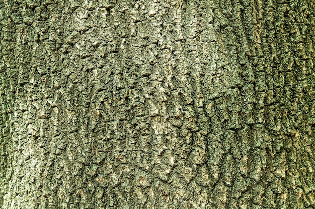 Corteccia di albero come sfondo astratto per il design