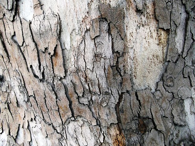 Corteccia di albero di platano.