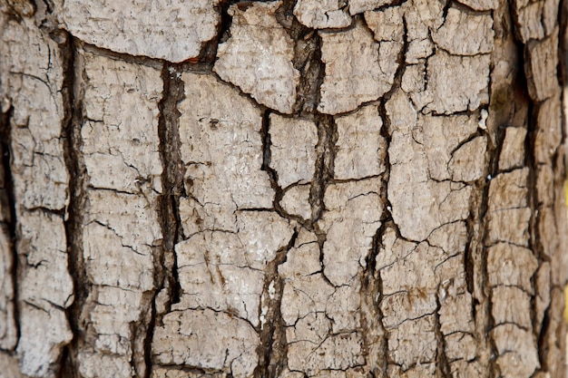 Corteccia di albero incrinata primo piano vecchio fondo di legno di struttura