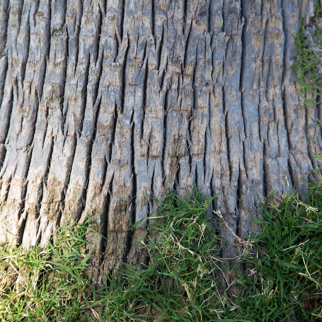 Corteccia di albero intrecciate con erba verde Trama di sfondo naturale naturale Luogo per il testo e l'immagine
