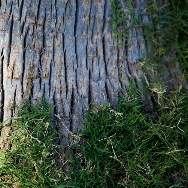 Corteccia di albero intrecciate con erba verde Trama di sfondo naturale naturale Luogo per il testo e l'immagine