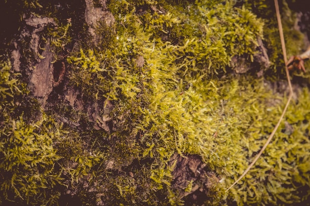 Corteccia di albero Macro retro