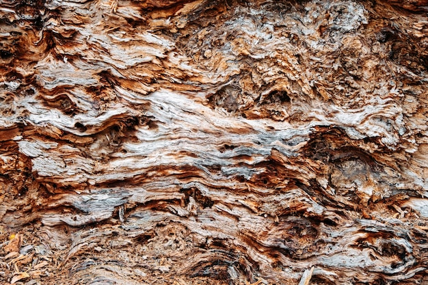Corteccia di albero modello texture di sfondo primo piano della corteccia interna ceppo di albero vecchio tronco di corteccia di albero