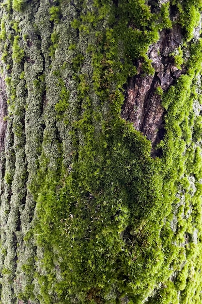 Corteccia di albero ricoperta di muschio