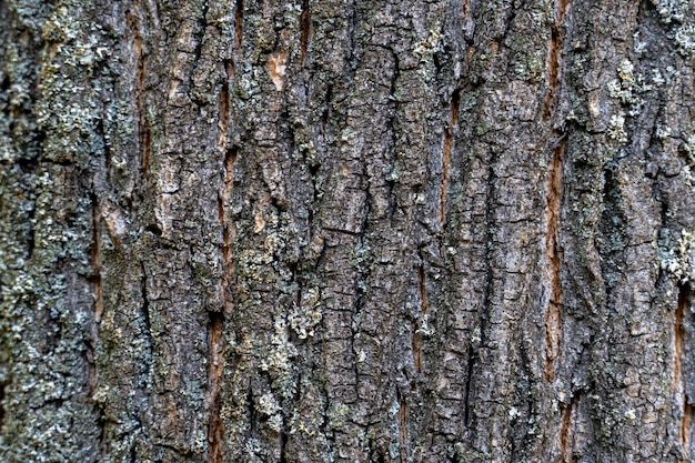 Corteccia di albero secca con crepe e muschio si chiuda