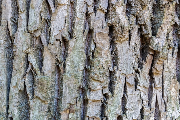 Corteccia di albero secca con crepe e muschio si chiuda