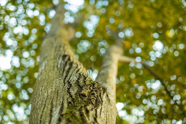 Corteccia di albero Sognante autunno foresta natura primo piano del tronco d'albero con foglie sfocate e cielo Bello